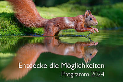 Man sieht ein Eichhörnchen das über seine Wasseroberfläche springen will in der es sich spiegelt.